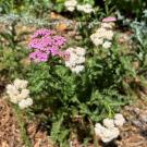 Island Pink yarrow.
