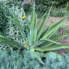 octopus agave.