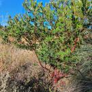 Sentinel manzanita.