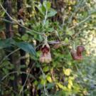 California pipevine