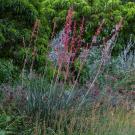 coral yucca.