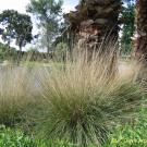 pine muhly.