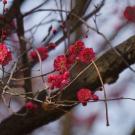 Japanese flowering apricot