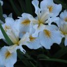 Image of Arboretum All-Star Iris Canyon Snow.