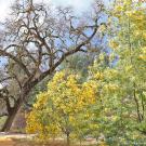 Photo of an acacia tree