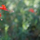 Image of California fuchsia in the UC Davis Arboretum's Mary Wattis Brown Garden of California Native Plants.