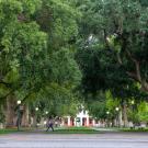 UC Davis Mrak Mall