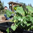 Horticulture Innovation Lab Demonstration Center