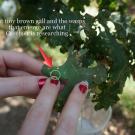 Gall on oak leaf