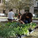 Learning by Leading interns working to maintain the Good Life Garden.