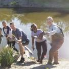 Students on the Learning by Leading Waterway Stewardship team plant sedges and rushes along the newly created banks of the Arboretum Waterway.