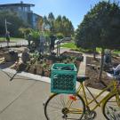 Image of staff and volunteers planting perennials in the UC Davis Good Life Garden.