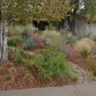 Image of Sid and Randy England's lawn-free front yard planted with California natives to attract beneficial wildlife.