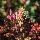Image of native bee on flowers in the UC Davis Arboretum and Public Garden.
