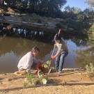 Image of two student interns from the Learning by Leading Waterway Stewardship team planting a wild grape cuttings to prevent erosion and create a wildlife habitat along the Arboretum Waterway.