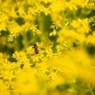 yellow flowers with a bug in the center.