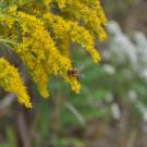 Bee on goldenrod