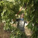 Image of Iris Garcia and Annika Petersen, the new co-coordinators for the UC Davis Arboretum and Public Garden's Urban Tree Stewardship program.