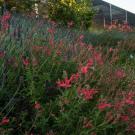 Image of Autumn sage in the UC Davis Arboretum Teaching Nursery's demo bed.