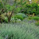 Image of sustainable gardening demo beds outside the UC Davis Arboretum Teaching Nursery.