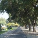 trees along the road