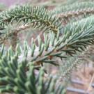 Needles of Spanish fir