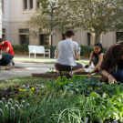 Apply now for student edible landscaping opportunities