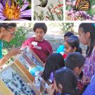 Learning about pollinators