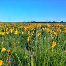 a field wildflowers