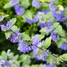 Image of Caryopteris × clandonensis 'Blauer Splatz' PPAF Sapphire Surf™