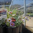 Image of Arboretum All-Stars at UC Davis Arboretum Teaching Nursery.