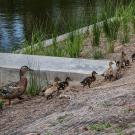 Ducklings walk around the weirs