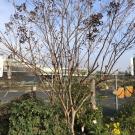 Photo of a dormant crape myrtle tree.