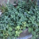 Image of catmint.