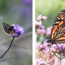 Butterfly and host plant