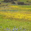 fields of lupine