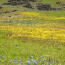 fields of lupine