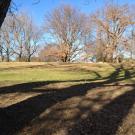 Growth at Oak Grove meadow