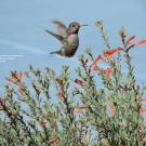 Image of a hummingbird drinking nectar from California fuchsia in the UC Davis Arboretum and Public Garden.