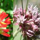 California native flowers