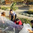 Students from the Edible Landscaping team work to install a row cover. 