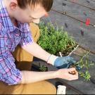 Person holds milkweed plant for planting in Butterfly Study Garden.