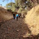 S.E.E. Putah Creek interns walk together collecting seeds in the reserve.