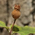 Western spicebush organ