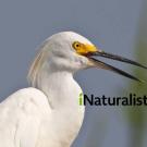 Photo of snowy egret