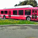 Unitrans Bus and wildflowers