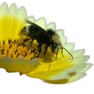 Image of a yellow-faced bumble bee on a flower.