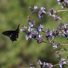 Image of pipevine swallowtail butterfly on Salvia. 