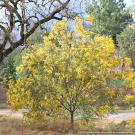 Amazing Acacias