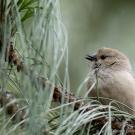 Winter Birds in Davis: Slide Show and Tour